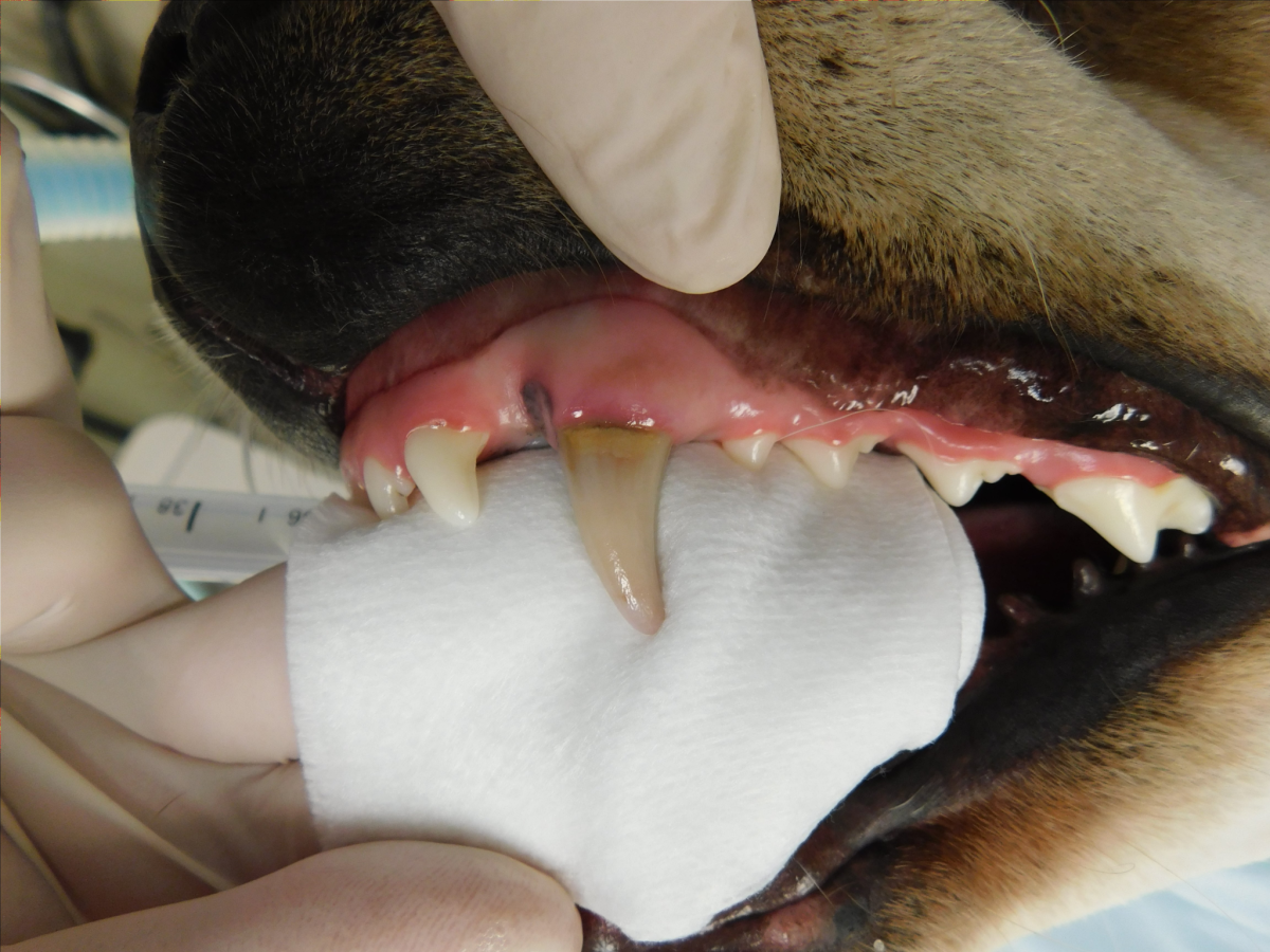 Root-Canal-Therapy-1-Discolored-Canine-2048x1536