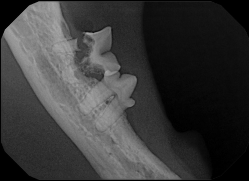Tooth Resorption 2- rad mandible cat